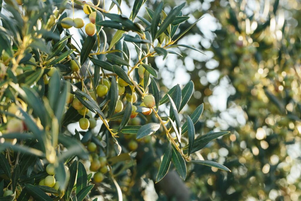 Quan tarda en créixer una olivera arbequina?