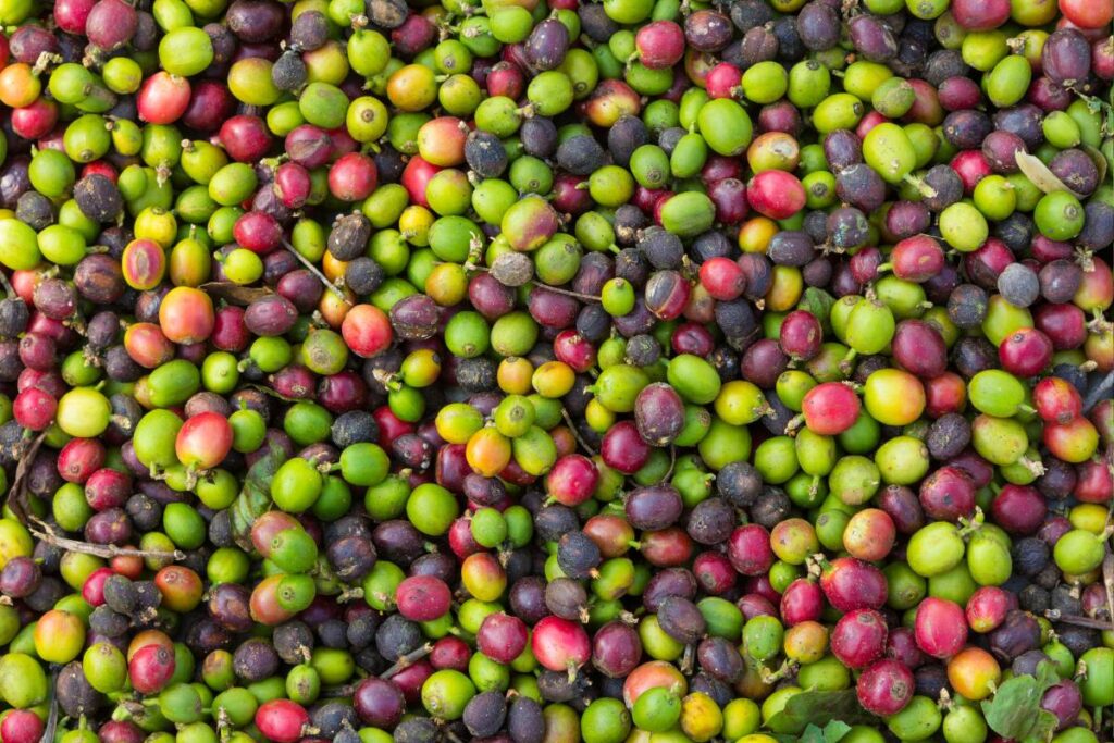 Quants quilos (kg) d'oliva produeix una olivera arbequina?