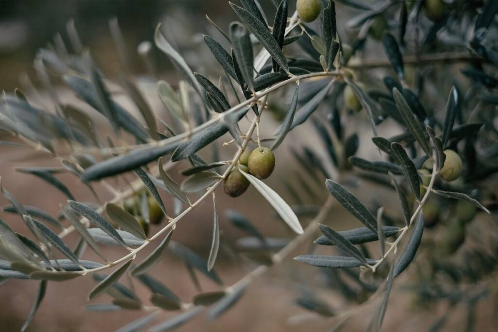 Bienfaits et propriétés de l’huile d’olive arbequina