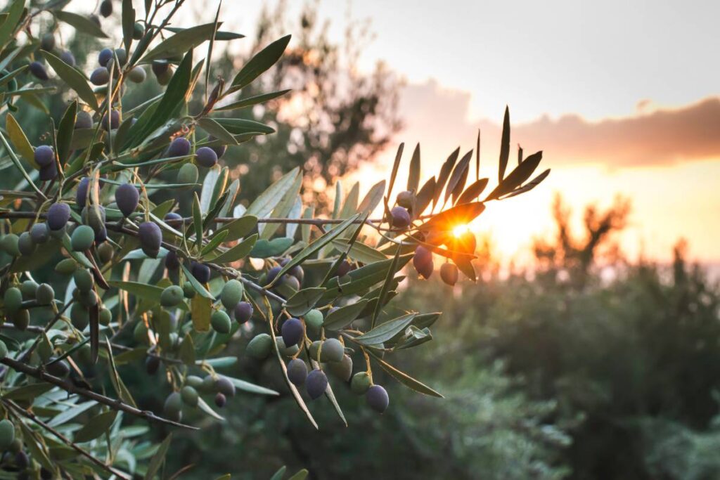 Quin és el millor lloc on plantar una olivera arbequina?